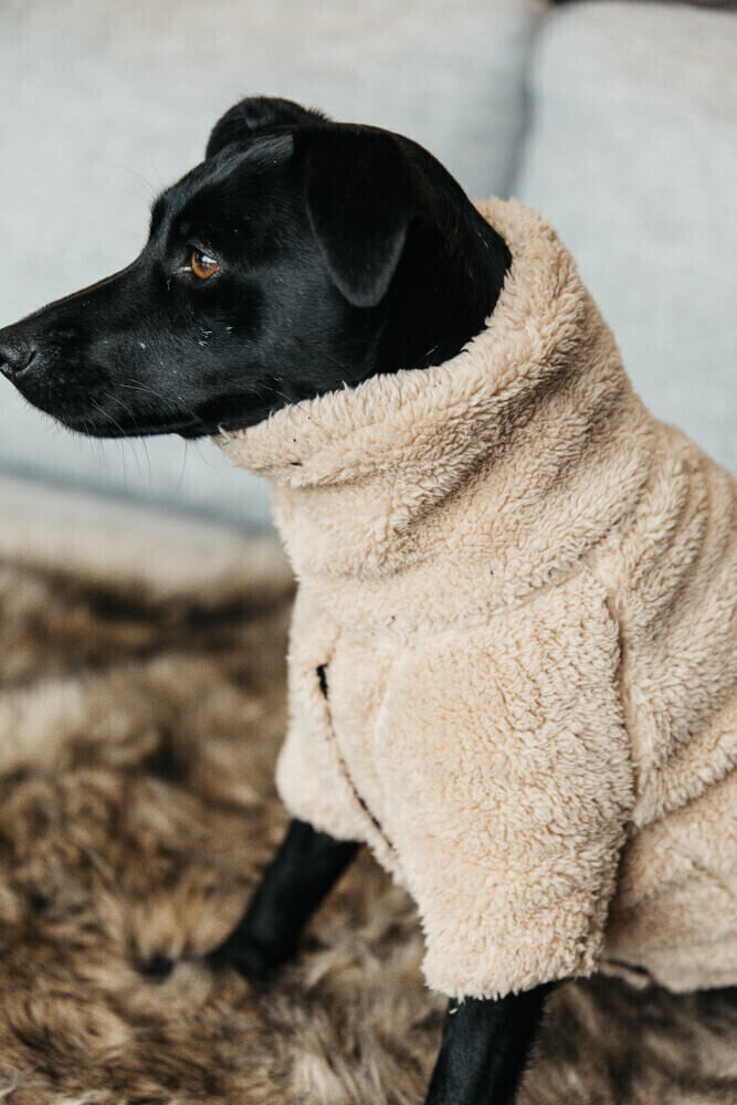 Kentucky Pull pour chien M Beige