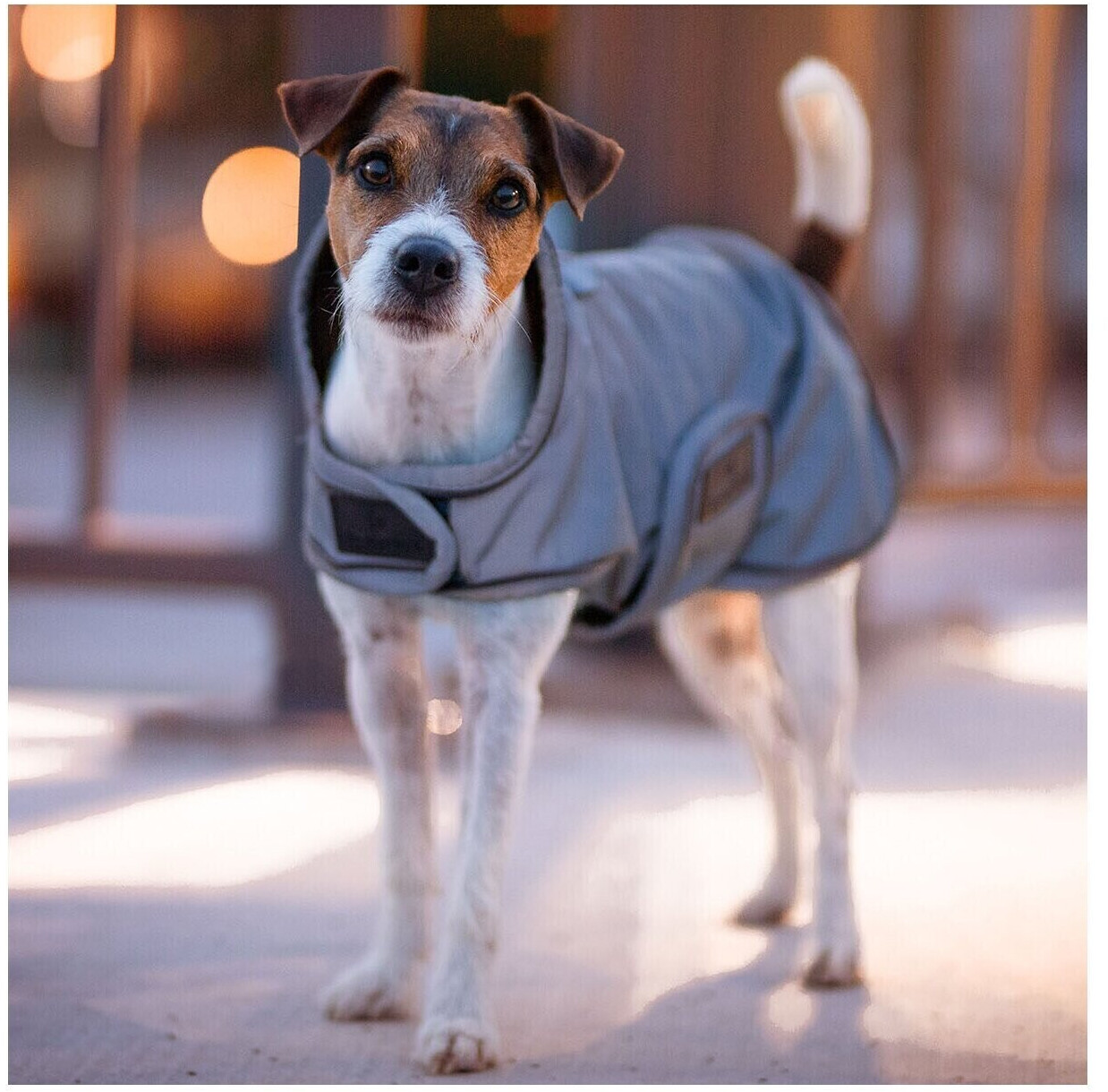Kentucky Manteau pour chien S-M Silver Kentucky Manteau pour chien S-M Silver