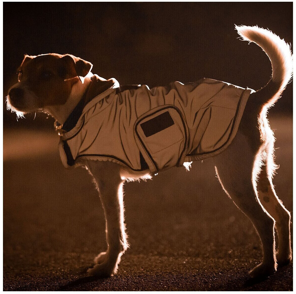 Kentucky Manteau pour chien S-M Silver Kentucky Manteau pour chien S-M Silver