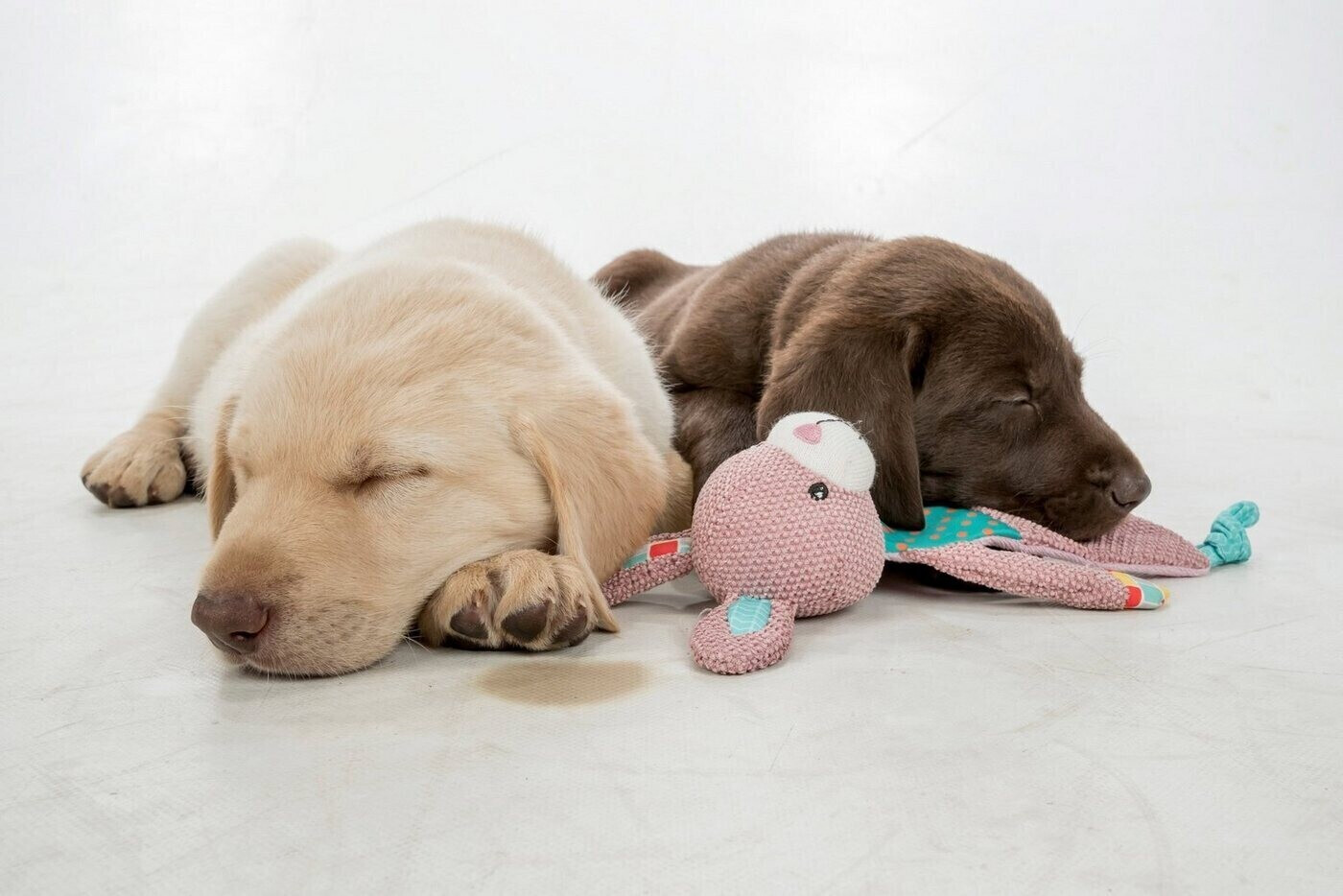 Trixie Peluche pour chien Trixie Peluche pour chien