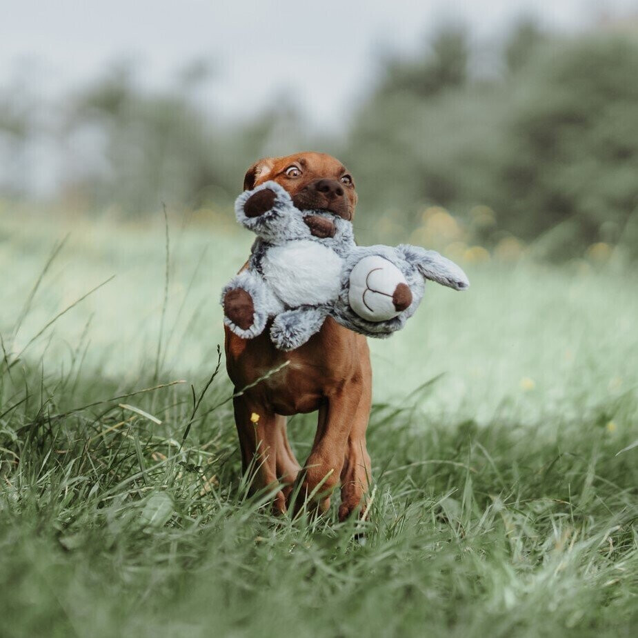 HUNTER Peluche pour chien 67451 HUNTER Peluche pour chien 67451