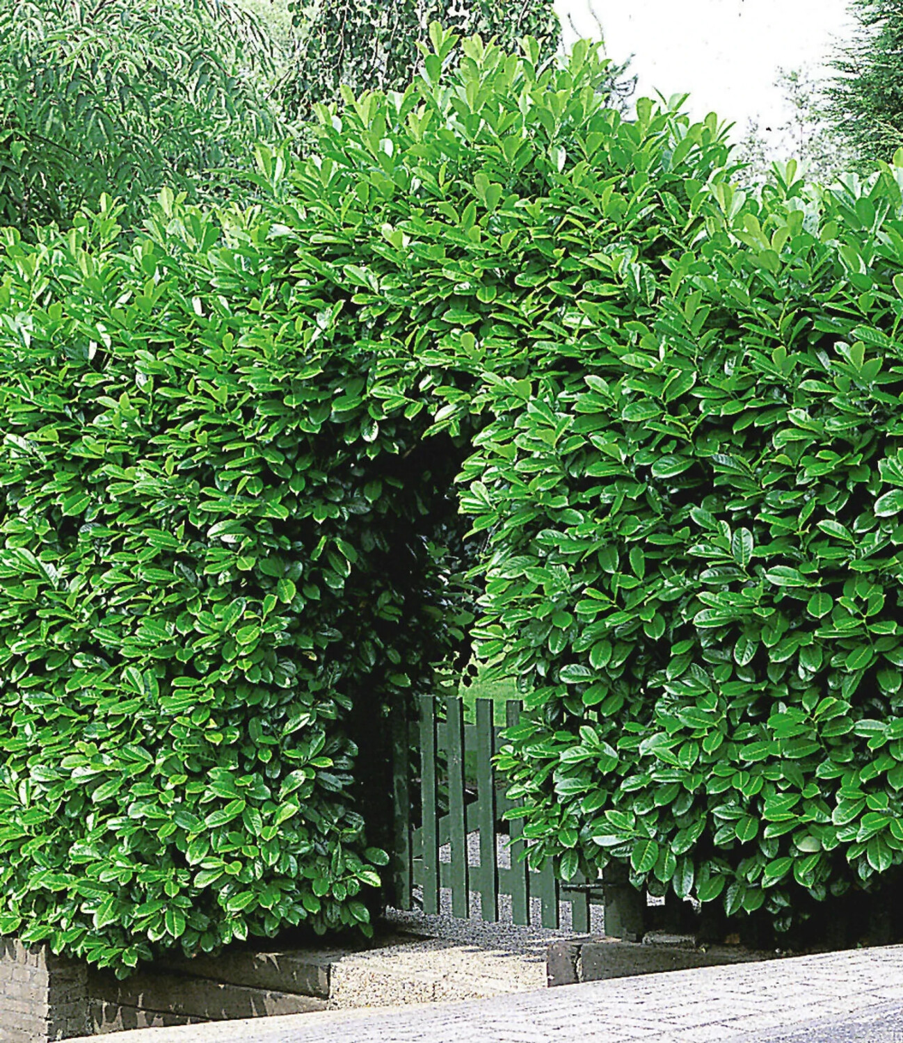 BaldurGarten Kirschlorbeer Hecke 20Stk. ab 64,99 € (März 2025 Preise