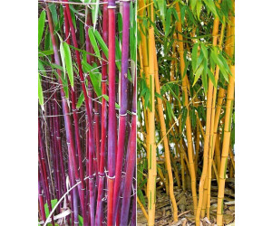 BaldurGarten BambusRaritäten Kollektion 2 Pflanzen ab 32,99