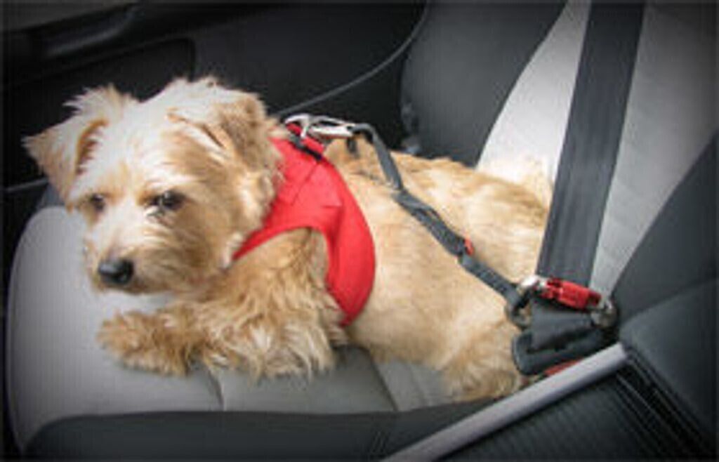 Curli Harnais pour chien 9104063 Curli Harnais pour chien 9104063