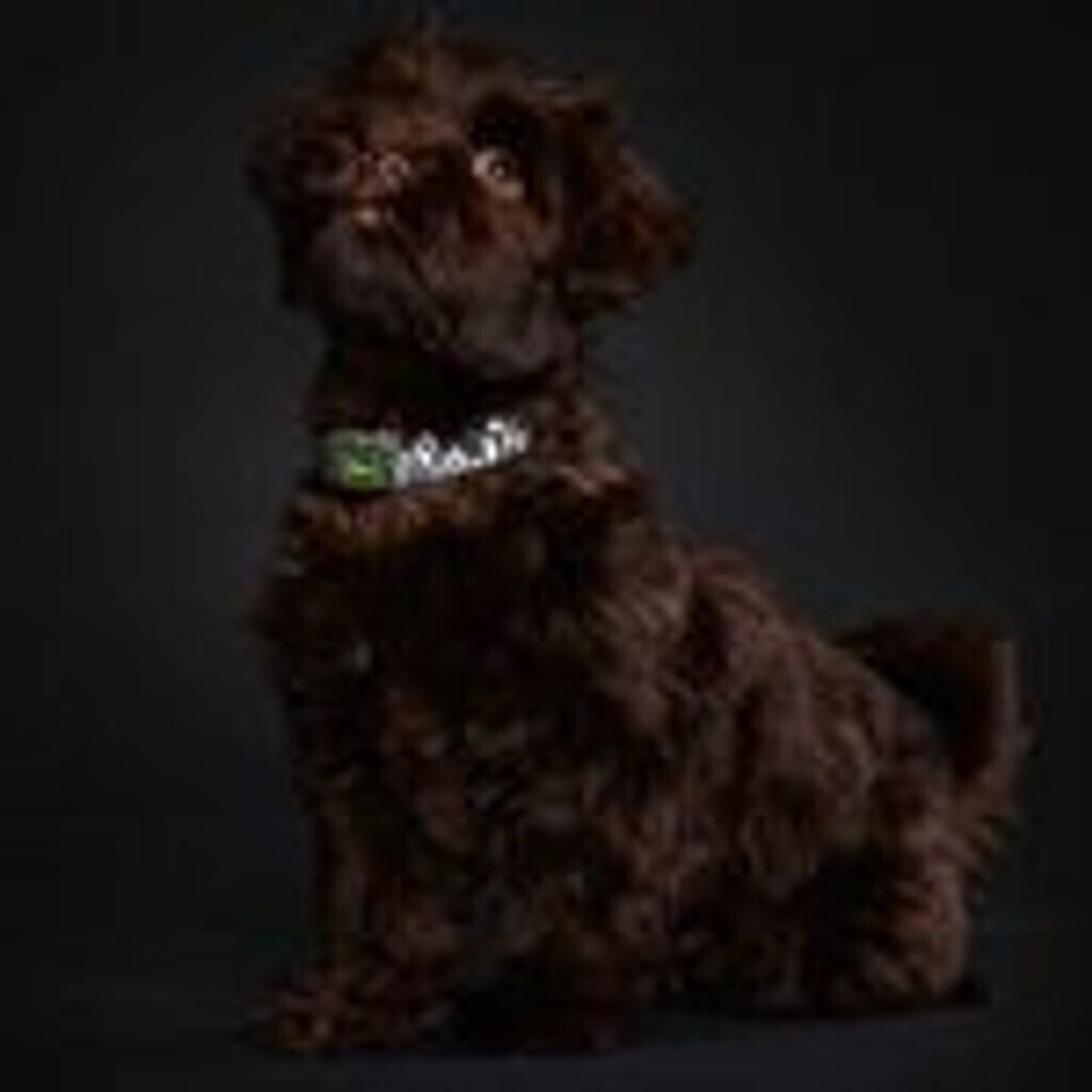 HUNTER Collier pour chien Convenience Reflect L-XL HUNTER Collier pour chien Convenience Reflect L-XL