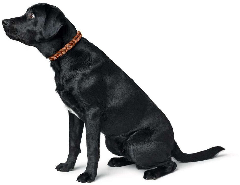 HUNTER Collier pour chien Solid Education Cord XL HUNTER Collier pour chien Solid Education Cord XL