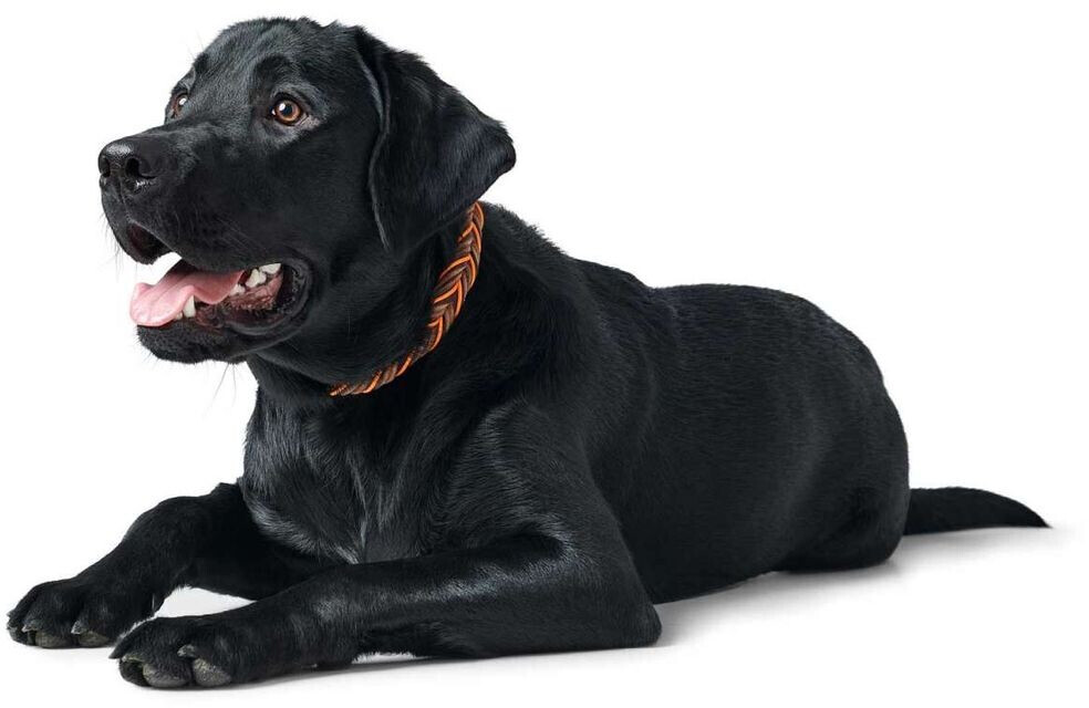 HUNTER Collier pour chien Solid Education Cord XL HUNTER Collier pour chien Solid Education Cord XL