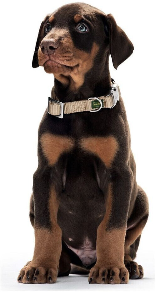 HUNTER Collier pour chien Vario Basic Alu Strong HUNTER Collier pour chien Vario Basic Alu Strong