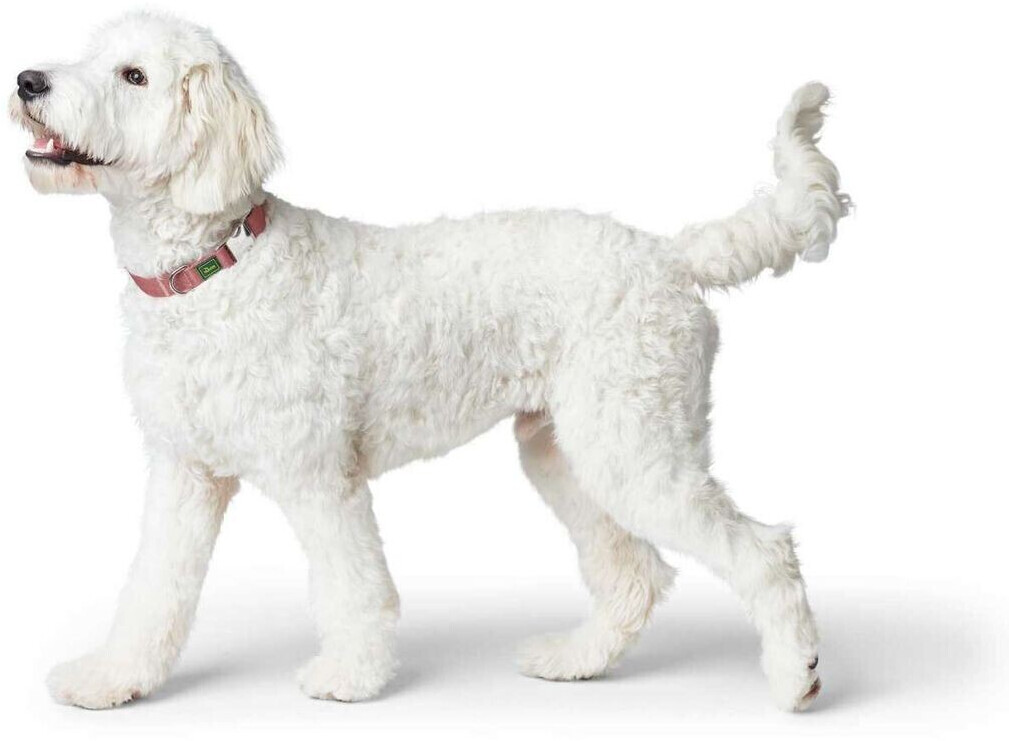 HUNTER Collier pour chien L red HUNTER Collier pour chien L red