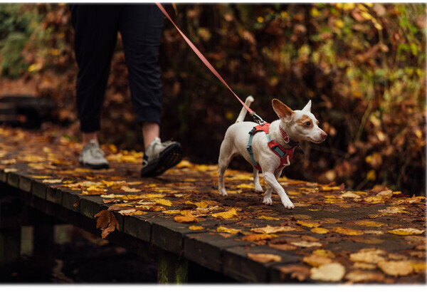 Ruffwear Collier pour chien M Ruffwear Collier pour chien M