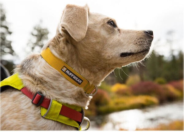 Ruffwear Collier pour chien S Ruffwear Collier pour chien S