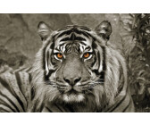 Wandbild Tiger (2024) Preisvergleich | Jetzt günstig bei idealo kaufen