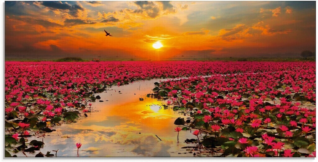 Art-Land Sonnenschein blühende Lotusblume 100x50cm (44363121-0) ab € 96,45  | Preisvergleich bei