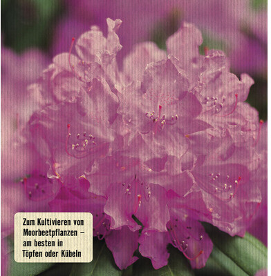 FloraSelf Rhododendronerde 40 Liter ab 11,99 € Preisvergleich bei