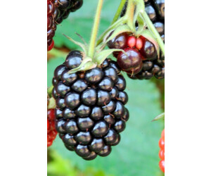 BaumarktDirekt Brombeere Loch Ness 50 cm (2 Pflanzen) ab 24,79
