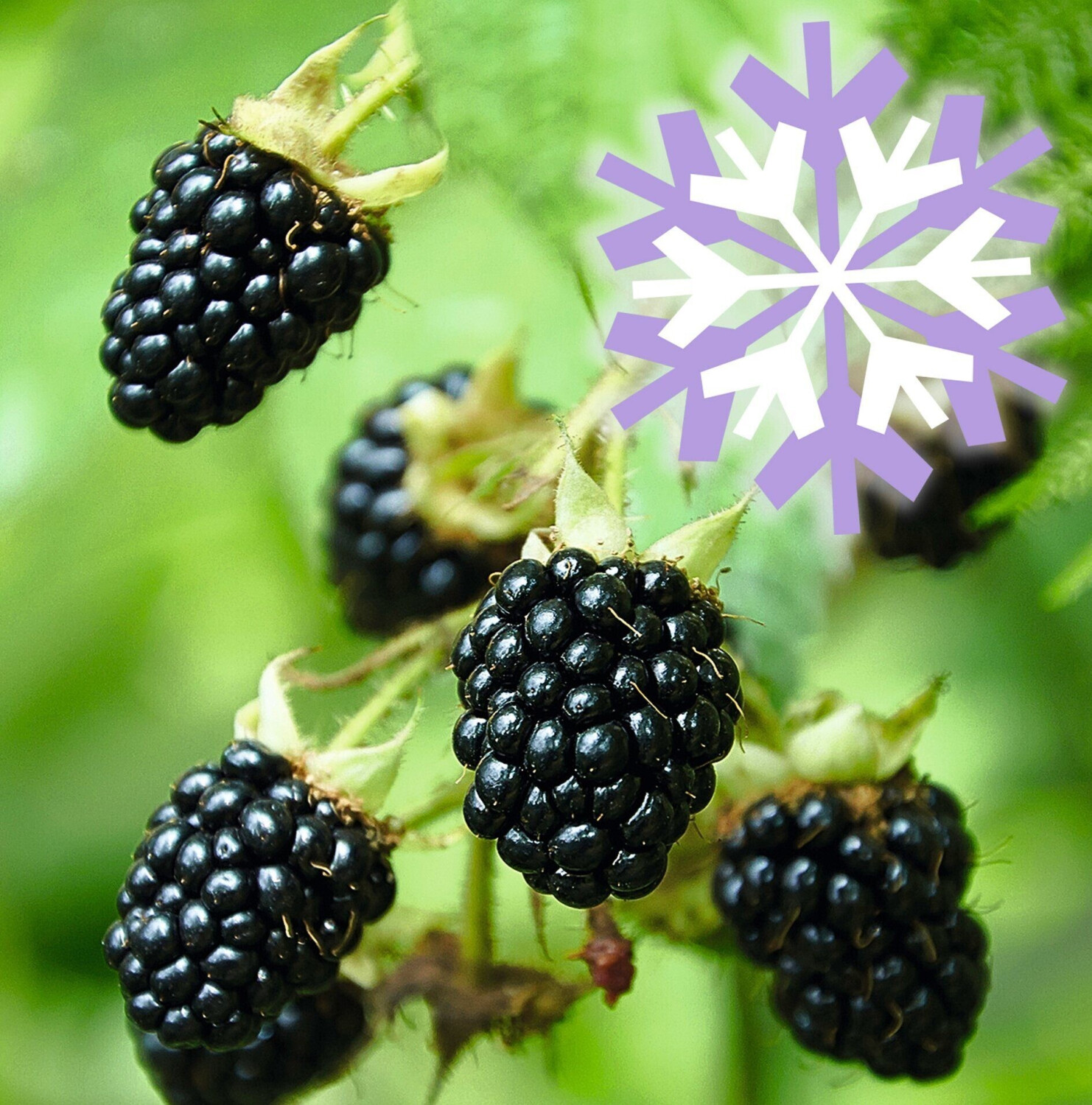 BaumarktDirekt Brombeere Polar Fruits Black Berry 50 60 cm (2