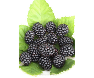 BaumarktDirekt Brombeere Reuben 50 60 cm (3 Pflanzen) ab 61,99