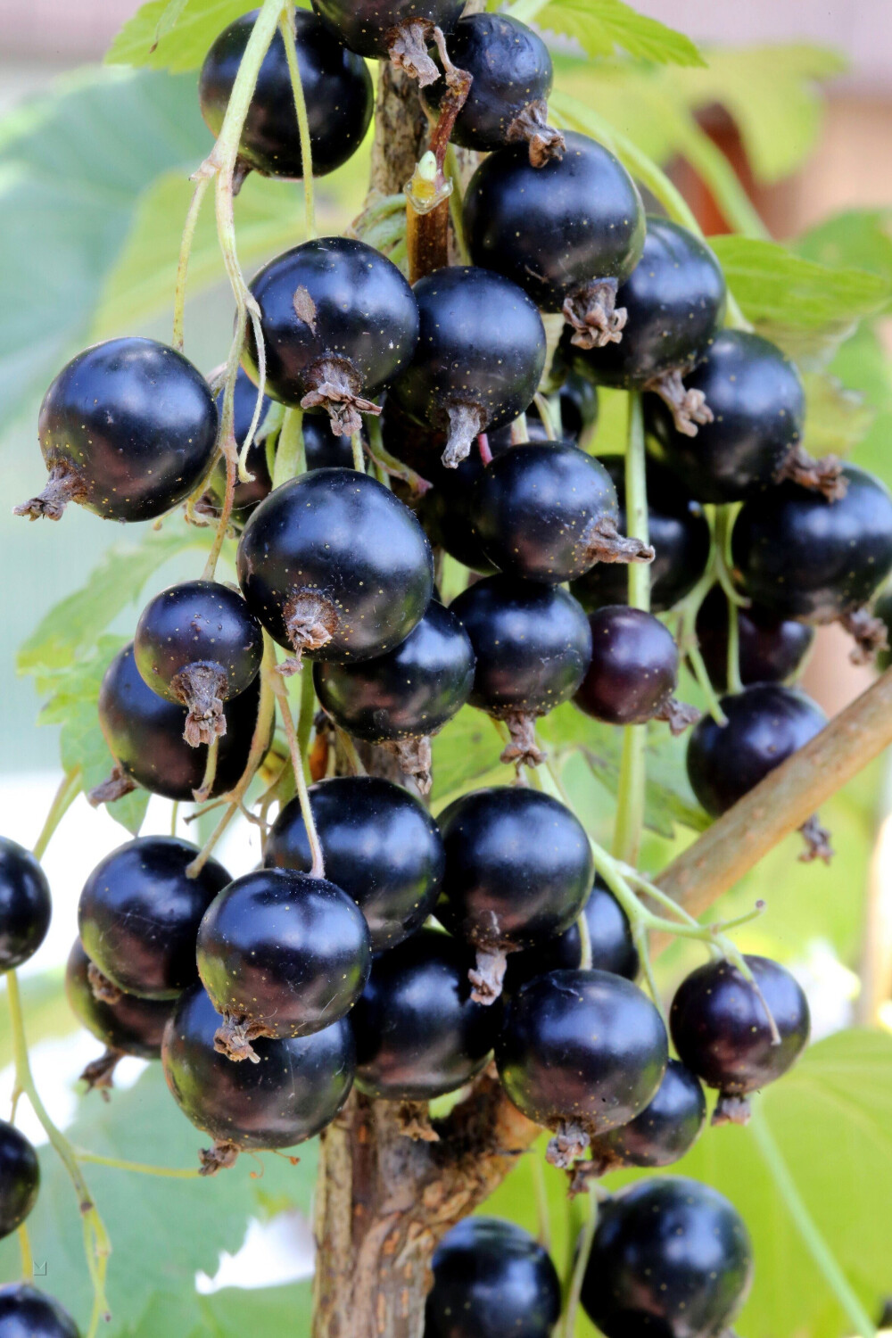 BaumarktDirekt Johannisbeere Öjebyn schwarz 50 60 cm (2 Pflanzen) ab