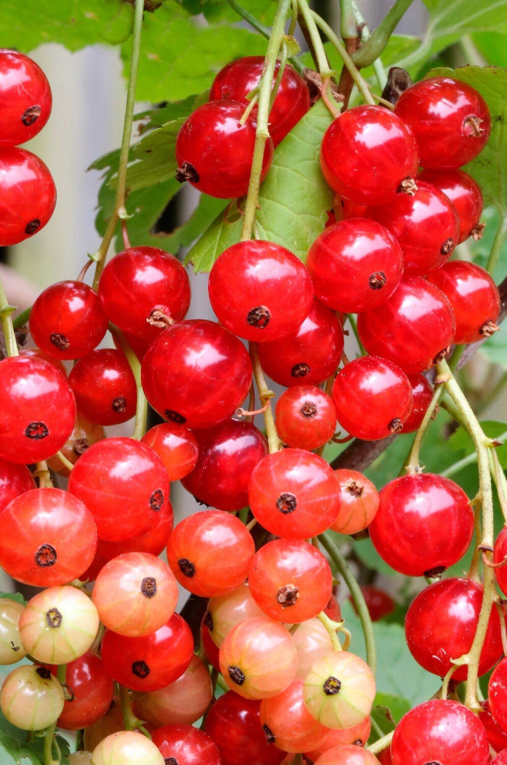 47+ Große Johannisbeere Büsche Pflanzen, Johannisbeeren im topf