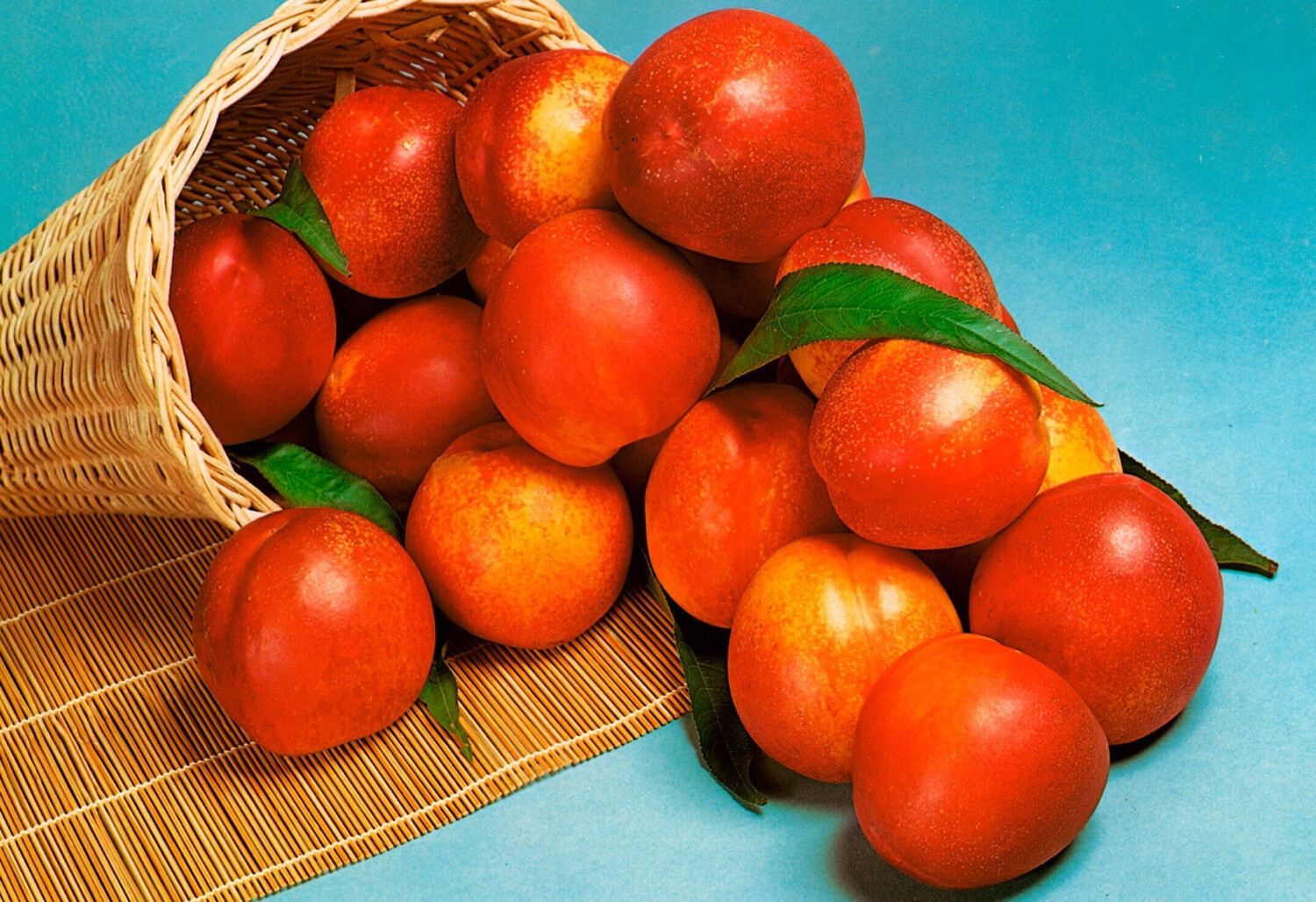 Baumarkt-Direkt Nektarine 80 - 100 cm (1 Pflanze) ab 39,99 ...