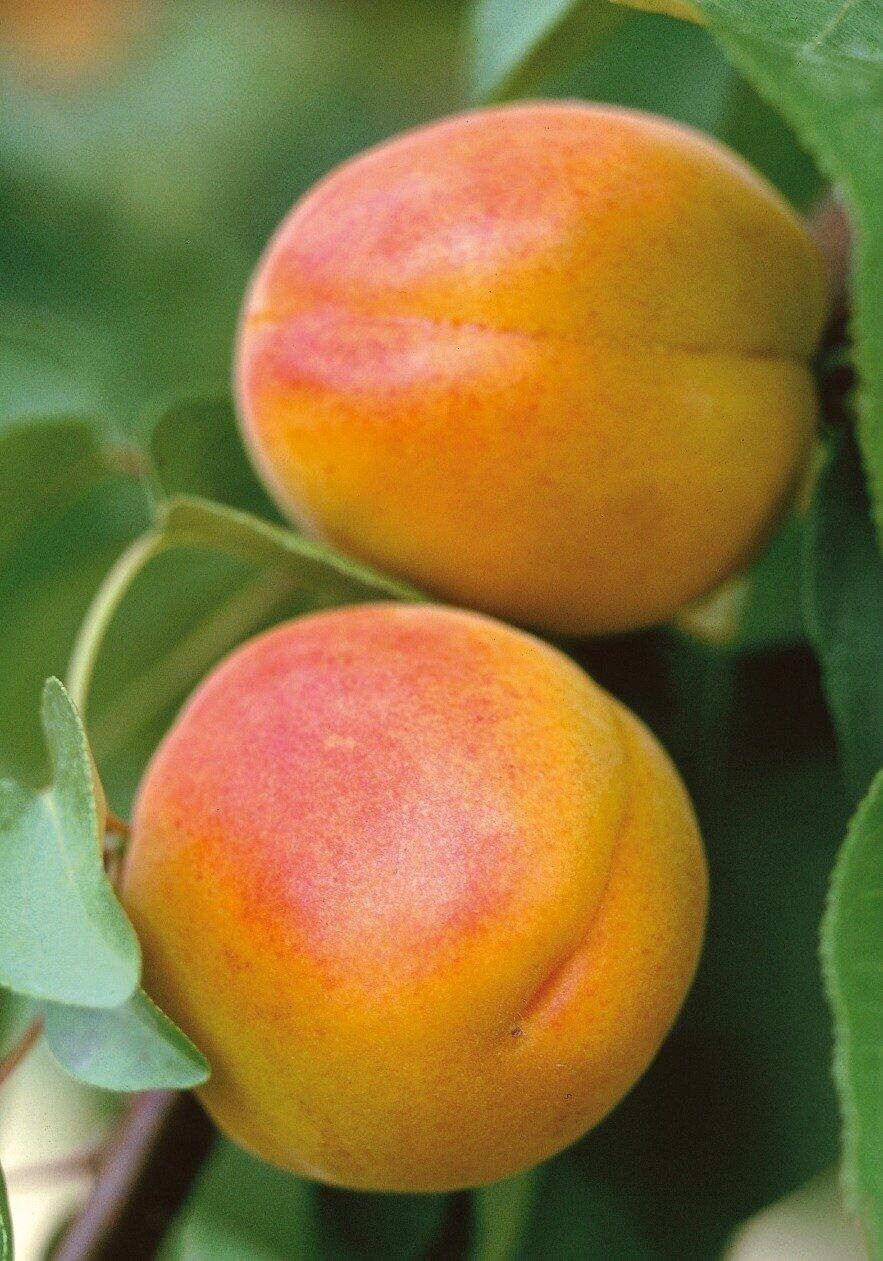 Baumarkt-Direkt Pfirsich-Aprikose Pfirsicose 80 - 100 cm (1 Pflanze) ab ...