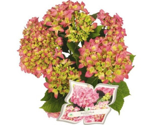 Hornbach Sarena Pink 3040 cm Co 5 L ab 14,95 € Preisvergleich bei