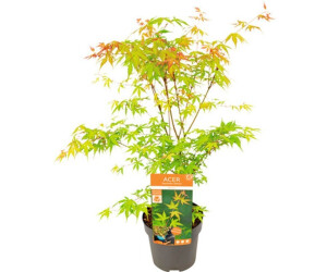 Hornbach Katsura 5060 cm Co 3 L ab 34,99 € Preisvergleich bei idealo.de