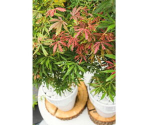 Hornbach Katsura 5060 cm Co 3 L ab 34,99 € Preisvergleich bei idealo.de