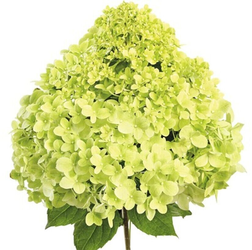 Hornbach Pandora Hydrangea paniculata Pandora 4050 cm Co 5 L ab 19,95