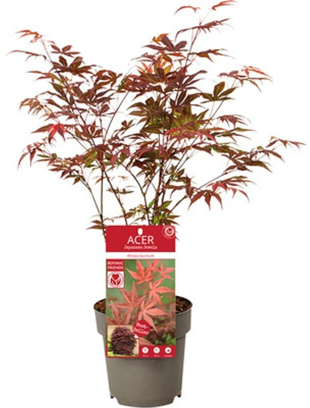 Hornbach Atropurpureum 3040 cm T 15 cm ab 12,95 € Preisvergleich bei