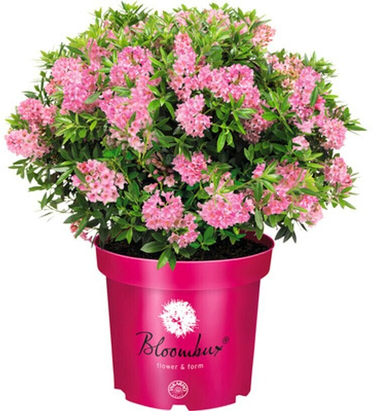 Hornbach Bloombux 2030 cm Co 2 L ab 9,99 € Preisvergleich bei idealo.de