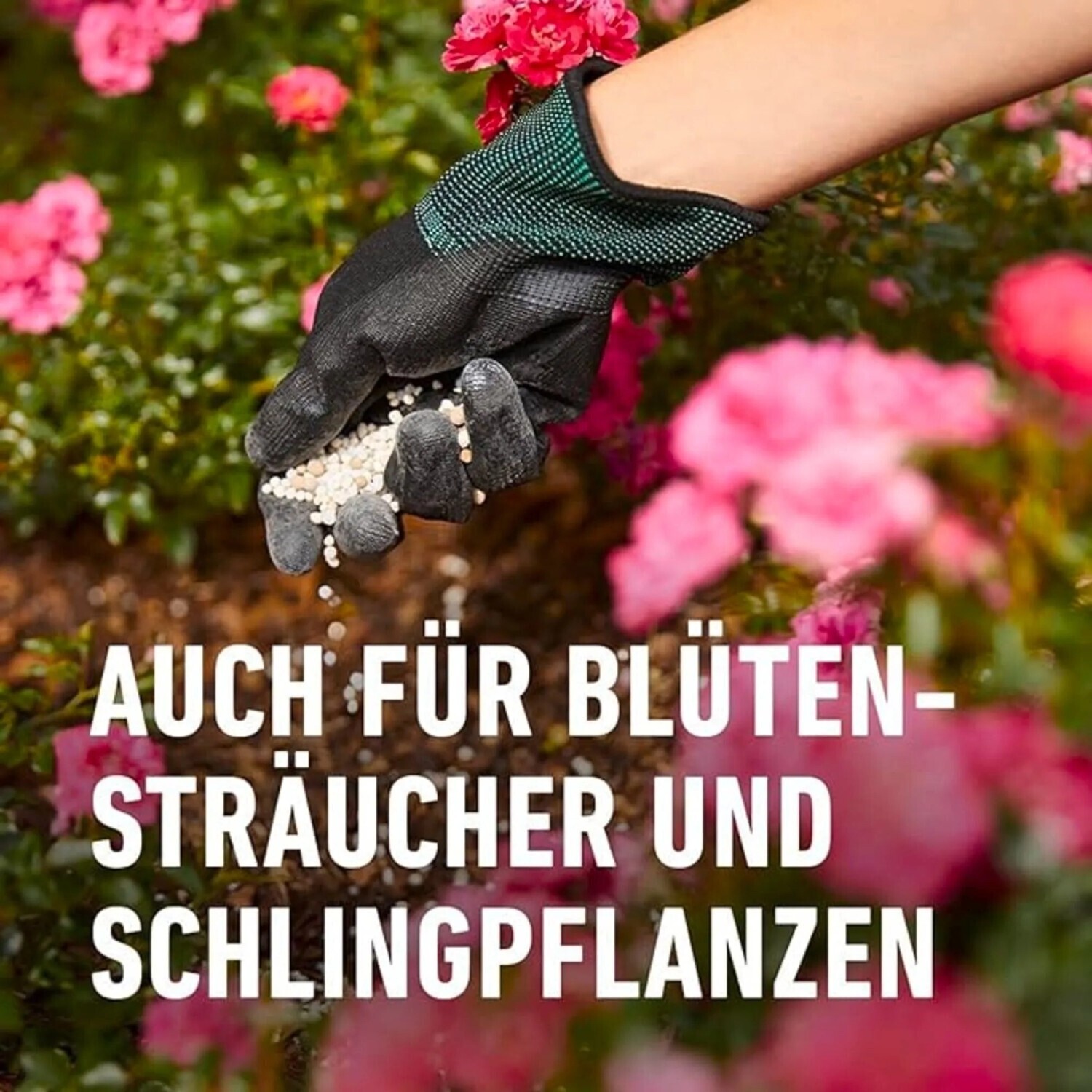 COMPO Rosen Langzeit-Dnger 2kg Schachtel ab 9.84  | Vergleiche 12  Angebote auf idealo.de