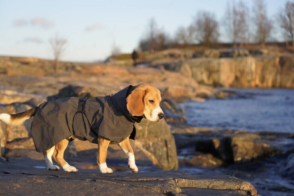 Paikka Imperméable pour chien Dark for Dogs 50 Paikka Imperméable pour chien Dark for Dogs 50
