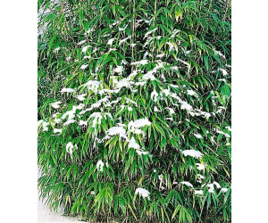BaldurGarten Winterharte BambusHecke Löwenbambus 2030 cm getopft (5
