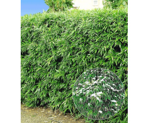 BaldurGarten Winterharte BambusHecke Löwenbambus 2030 cm getopft (10