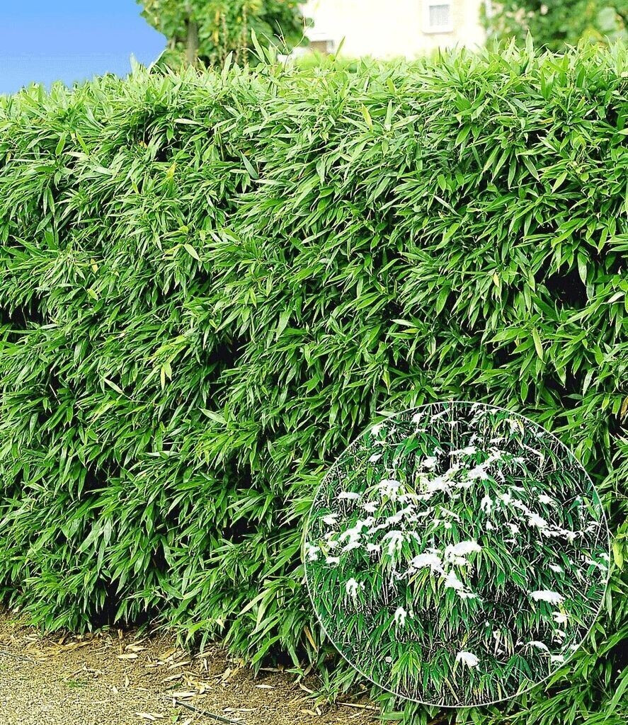 BaldurGarten Winterharte BambusHecke Löwenbambus 2030 cm getopft (10