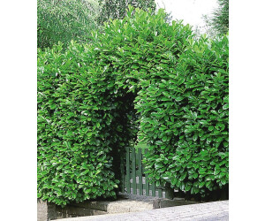 BaldurGarten Kirschlorbeer Prunus laurocerasus 30 cm getopft (10