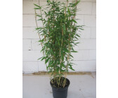 Bambus Preisvergleich bei | Pflanze