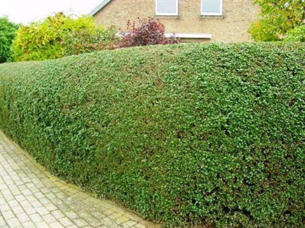 gartenbauservice Liguster ovalifolium immergrün 2030 cm getopft (50