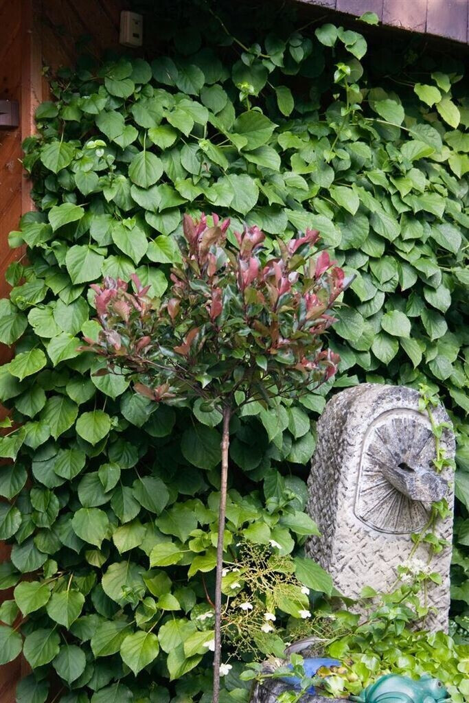 Pflanzenfürdich Glanzmispel Little Red Robin Photinia fraseri 80100