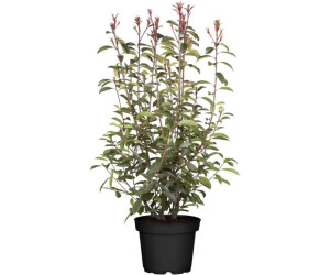 Pflanzenfürdich Glanzmispel Red Robin Photinia fraseri 100125 cm (1