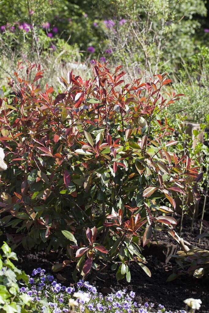 Pflanzenfürdich Glanzmispel Red Robin Photinia fraseri 100125 cm (1