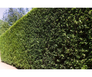 Pflanzenfürdich Liguster Ligustrum ovalifolium 6080 cm (1 Pflanze