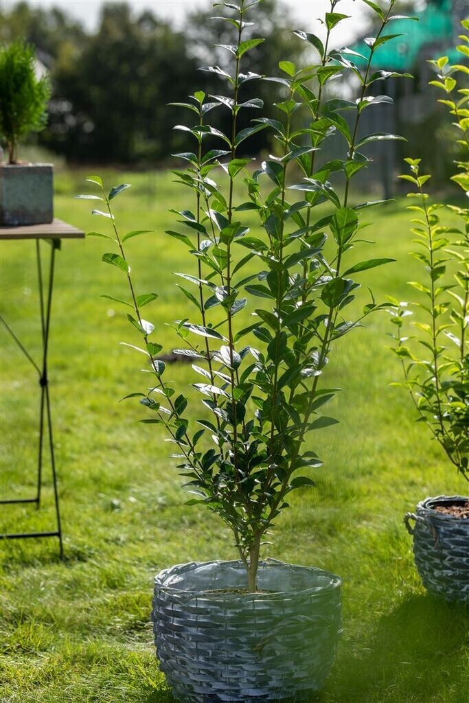 Pflanzenfürdich Liguster Ligustrum ovalifolium 80100 cm (1 Pflanze