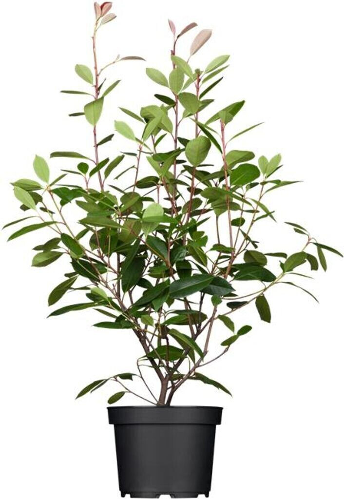 Pflanzenfürdich Glanzmispel Red Robin Photinia fraseri 80100 cm (1