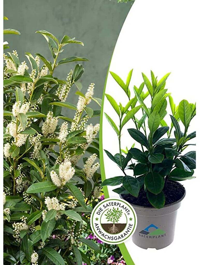 10 Kirschlorbeer Prunus Novita Pflanzen - Immergrüne Heckenpflanzen 60-70cm Höhe