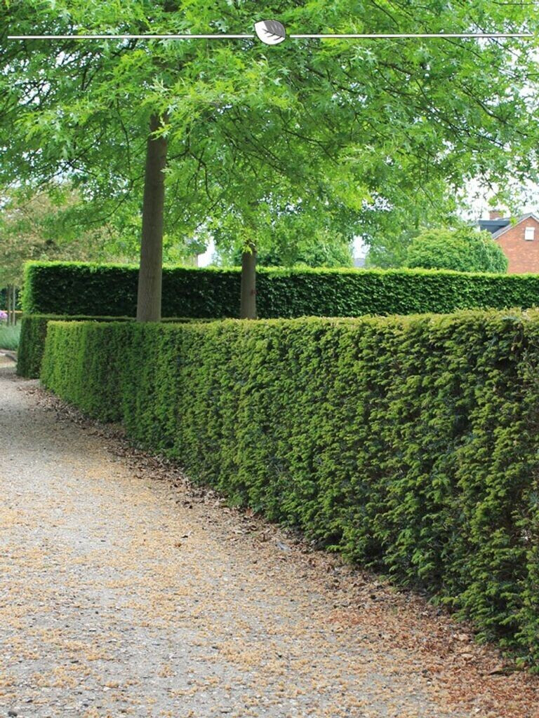 Gardline Gemeine Eibe Taxus baccata 3040 cm Wurzelballen (150 Pflanzen