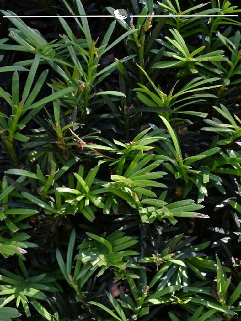 Gardline Gemeine Eibe Taxus baccata 3040 cm Wurzelballen (150 Pflanzen