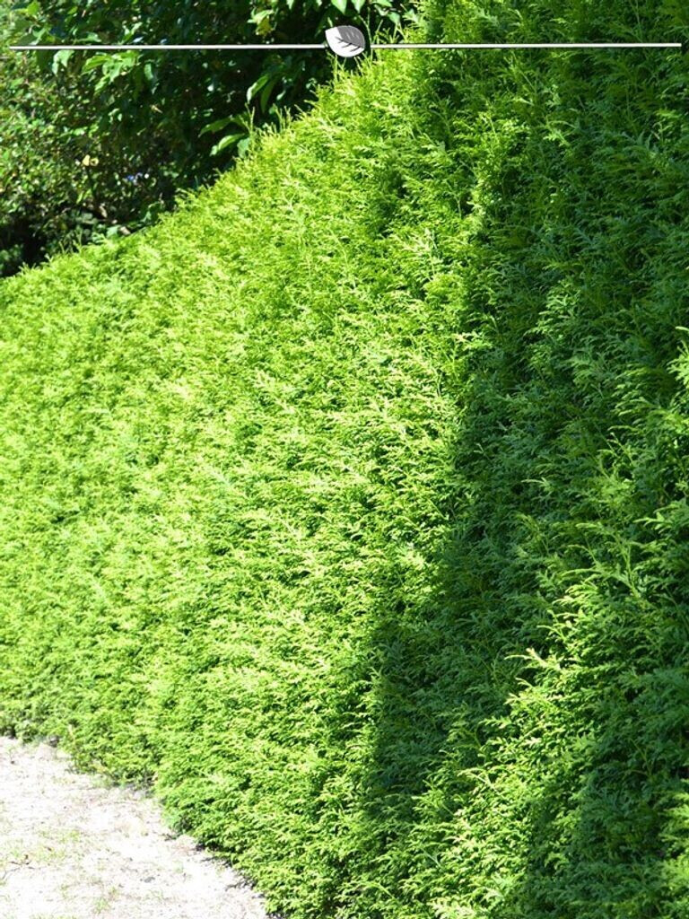 Gardline Thuja Brabant 180200 cm im Topf (12 Pflanzen) ab 612,43