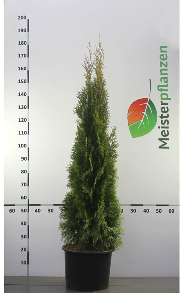 Gardline Thuja Smaragd 140160 cm im Topf (10 Pflanzen) ab 400,68